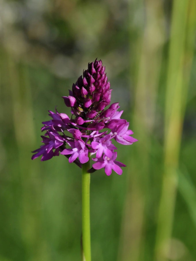 Anacamptis pyramidalis Orchideen Le Landeron
