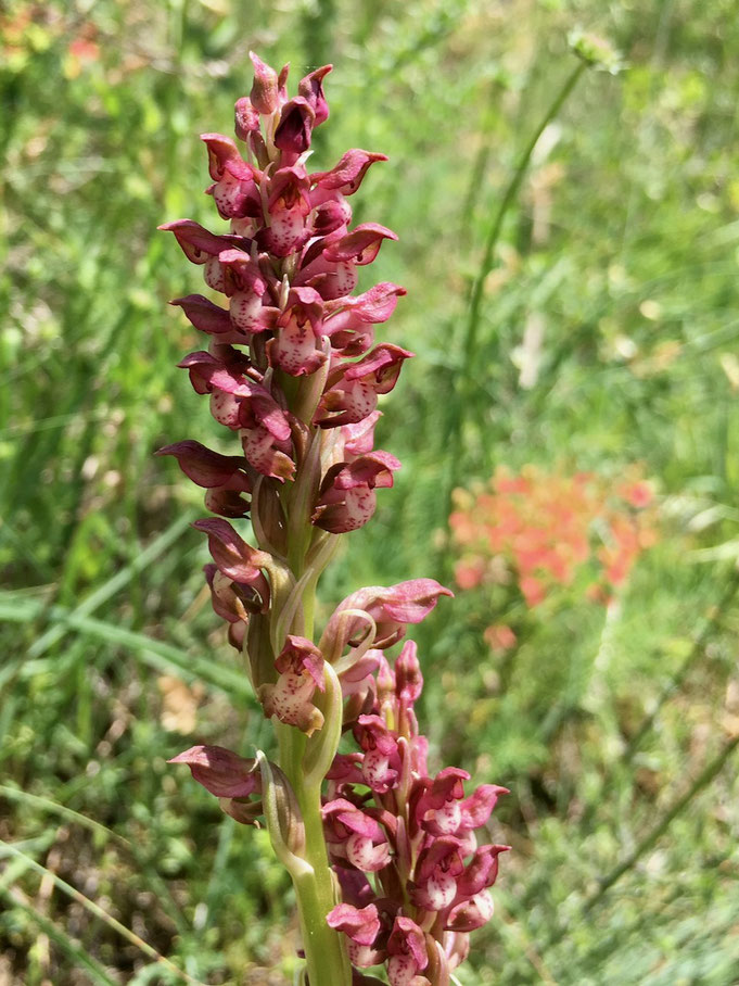 Anacamptis coriophora Bitschji Orchideen