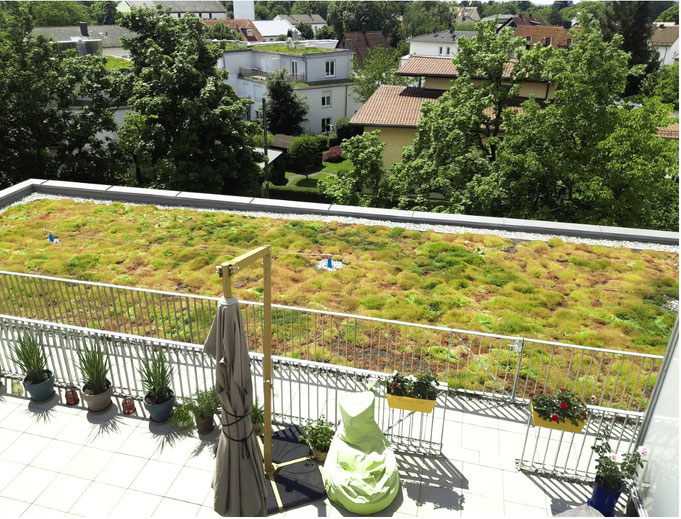 Dachbegrünung Sedum Wartung & Pflege extensiv Augsburg