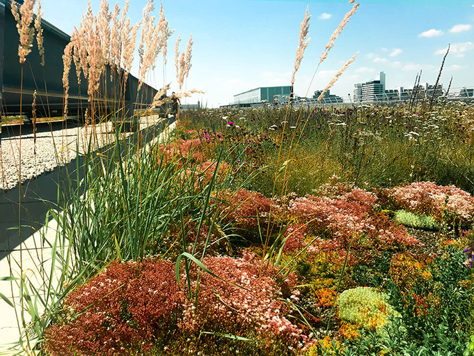 Biodiversitätsdach Pflege München