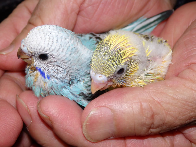 りインコ小鳥販売店ペットミッキン 手乗りセキセイインコのヒナが仲間入りしました。
