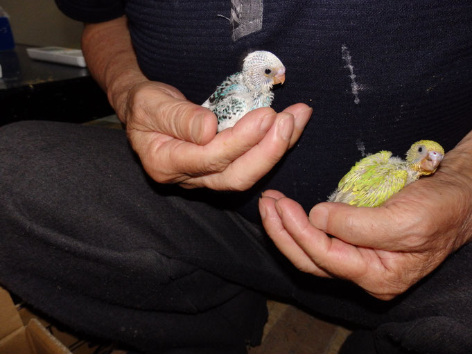 福岡県手乗りインコ小鳥販売店ペットミッキン　手乗りセキセイインコのヒナが仲間入りしました。