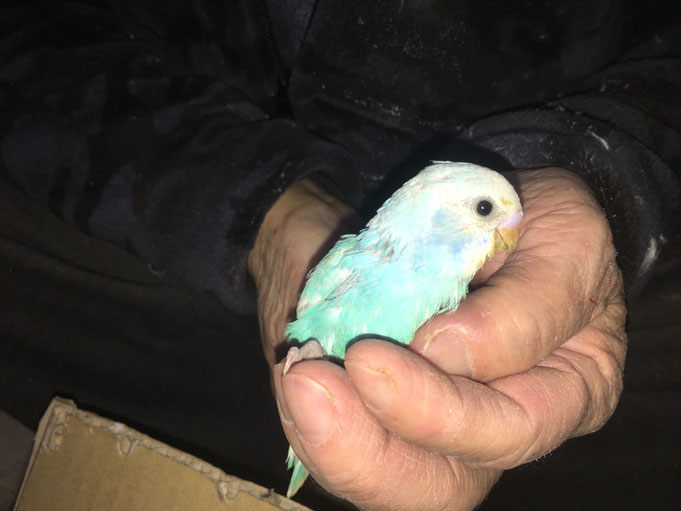 福岡県手乗りインコ小鳥販売店ペットミッキン 手乗り高級セキセイインコのヒナが仲間入りしました。