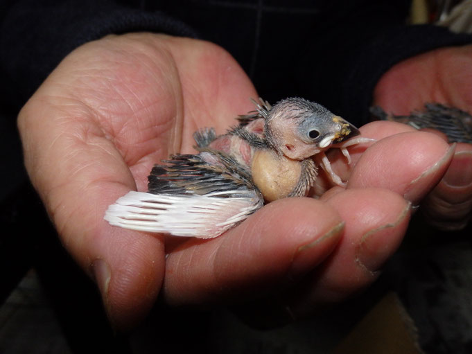 福岡県手乗りインコ小鳥販売店ペットミッキン　手乗り桜文鳥のヒナが仲間入りしました。