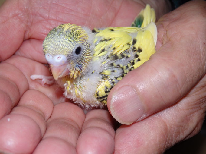 福岡県手乗りインコ小鳥販売店ペットミッキン　手乗りセキセイインコのヒナが仲間入りしました。