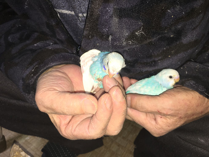 福岡県手乗りインコ小鳥販売店ペットミッキン 手乗り高級セキセイインコのヒナが仲間入りしました。