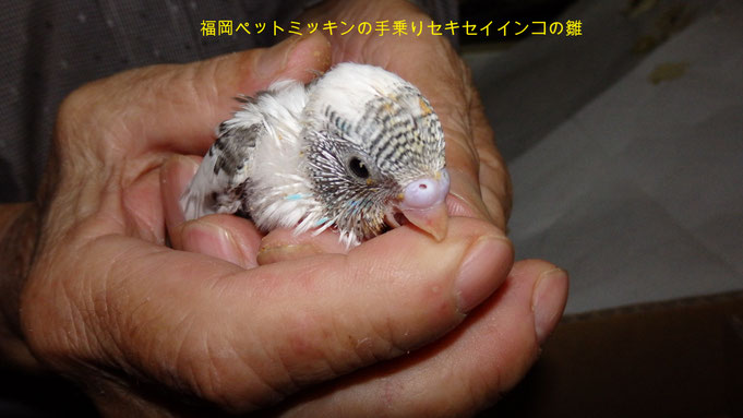 福岡県手乗りインコ小鳥販売店ペットミッキン　手乗りオカメインコのヒナが仲間入りしました。