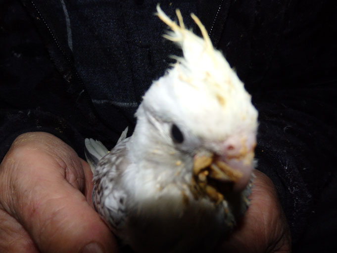 福岡県手乗りインコ小鳥販売店ペットミッキン 手乗りオカメインコのヒナが仲間入りしました。