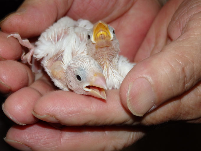 福岡県手乗りインコ小鳥販売店ペットミッキン　手乗り白文鳥のヒナが仲間入りしました。