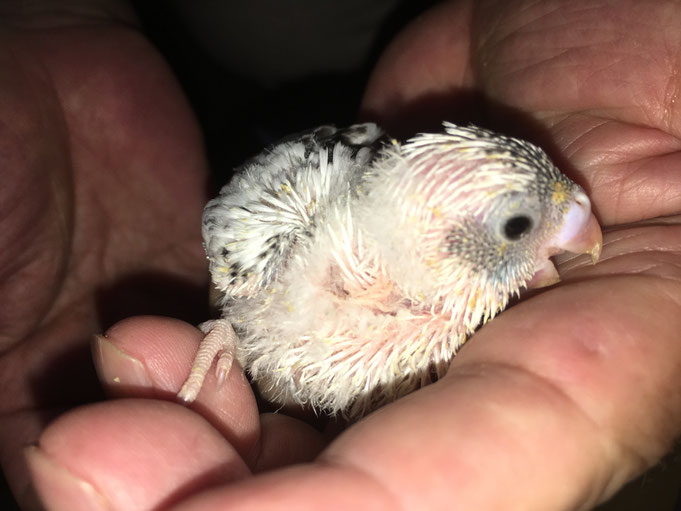 手乗りセキセイインコのヒナが仲間入りしました。