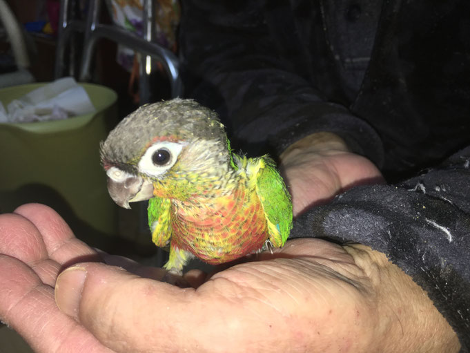 福岡県手乗りインコ小鳥販売店ペットミッキン 手乗りウロコインコのヒナが仲間入りしました。