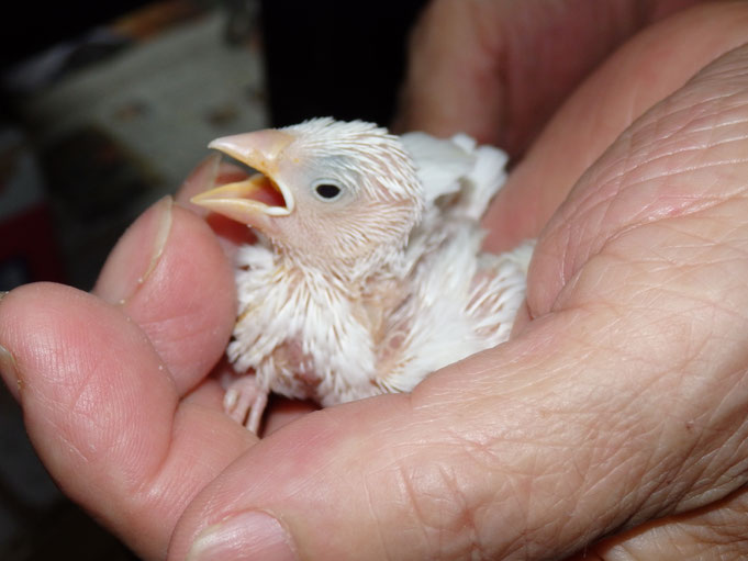 福岡県手乗りインコ小鳥販売店ペットミッキン 手乗り白文鳥のヒナが仲間入りしました。