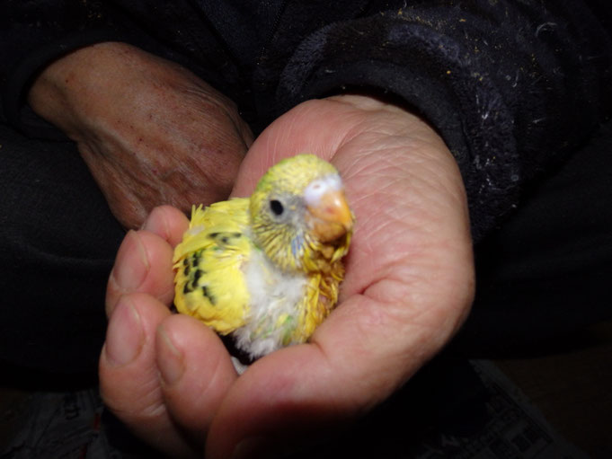 福岡県手乗りインコ小鳥販売店ペットミッキン　手乗りセキセイインコのヒナが仲間入りしました。