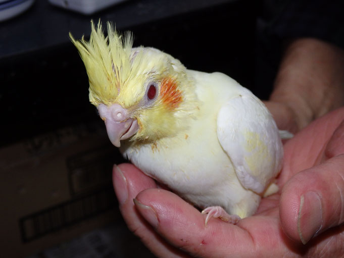 福岡県手乗りインコ小鳥販売店ペットミッキン　手乗りオカメインコのヒナが仲間入りしました。