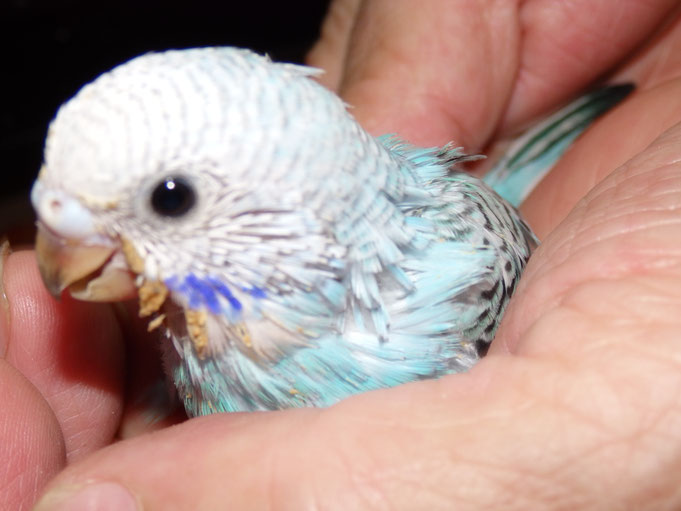 福岡県手乗りインコ小鳥販売店ペットミッキン 手乗りセキセイインコのヒナが仲間入りしました。