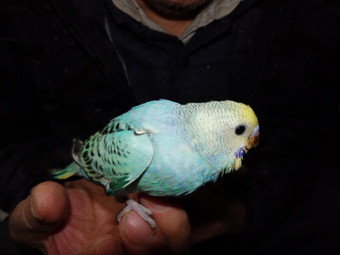 福岡県手乗りインコ小鳥販売店ペットミッキン 手乗りセキセイインコのヒナが仲間入りしました。