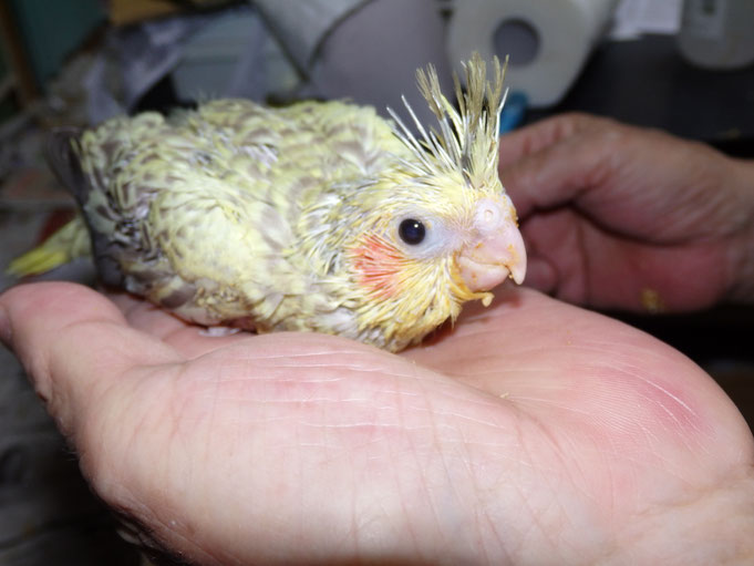 福岡県手乗りインコ小鳥販売店ペットミッキン 手乗りオカメインコのヒナが仲間入りしました。