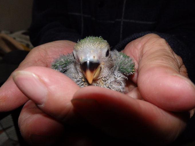 福岡県手乗りインコ小鳥販売店ペットミッキン　手乗りコザクラインコが仲間入りしました。