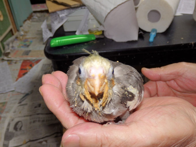 福岡県手乗りインコ小鳥販売店ペットミッキン　手乗りオカメインコのヒナが仲間入りしました。