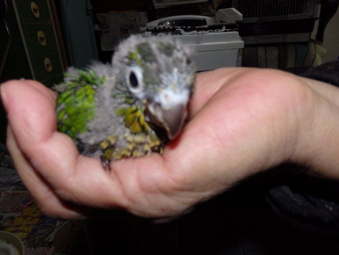 福岡県手乗りインコ小鳥販売店ペットミッキン 手乗りウロコインコのヒナが仲間入りしました。