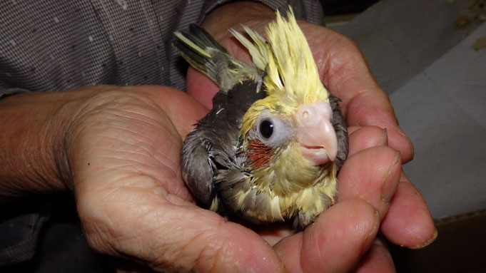 福岡県手乗りインコ小鳥販売店ペットミッキン　手乗りオカメインコのヒナが仲間入りしました。