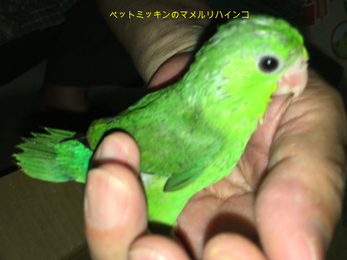 福岡県手乗りインコ小鳥販売店ペットミッキン　手乗りマメルリハインコが仲間入りしました。