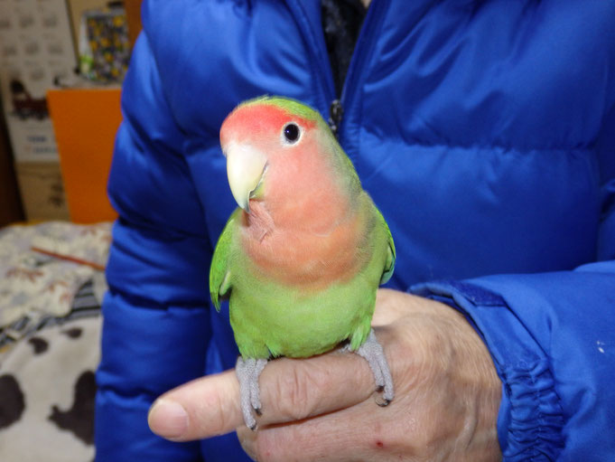 福岡県手乗りインコ小鳥販売店ペットミッキン　手乗りコザクラインコが仲間入りしました。