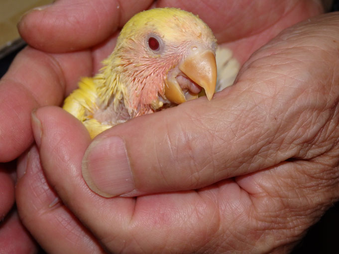 福岡県手乗りインコ小鳥販売店ペットミッキン　手乗りコザクラインコが仲間入りしました。