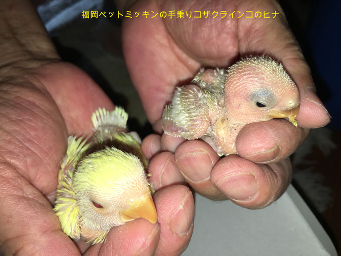 福岡県手乗りインコ小鳥販売店ペットミッキン　手乗りコザクラインコのヒナが仲間入りしました。