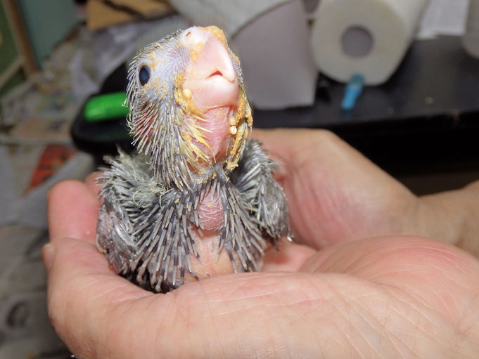 福岡県手乗りインコ小鳥販売店ペットミッキン　手乗りオカメインコのヒナが仲間入りしました。