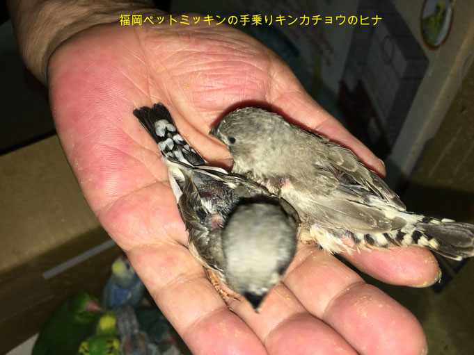 福岡県手乗りインコ小鳥販売店ペットミッキンに手乗りキンカチョウのヒナが仲間入りしました。