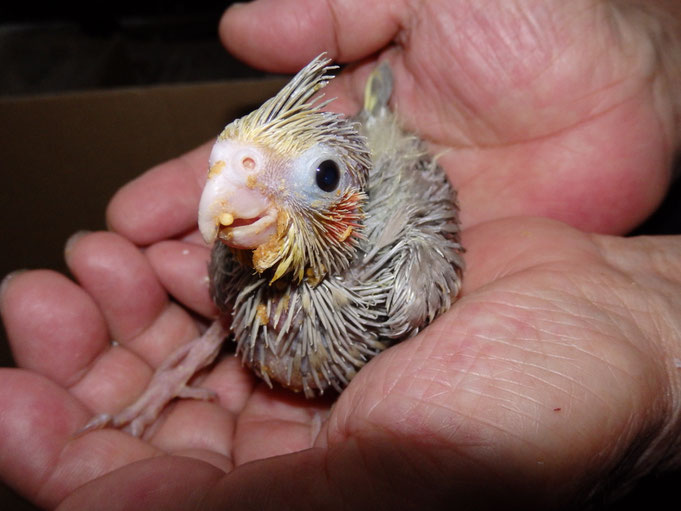 手乗りオカメインコのヒナが仲間入りしました。