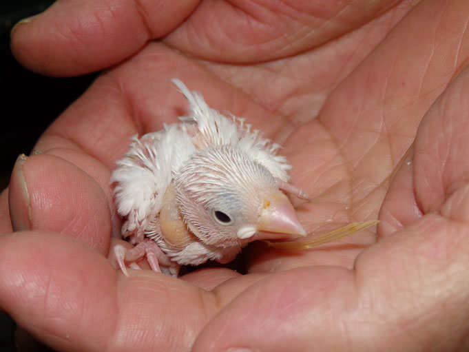 福岡県手乗りインコ小鳥販売店ペットミッキン　手乗り白文鳥のヒナが仲間入りしました。