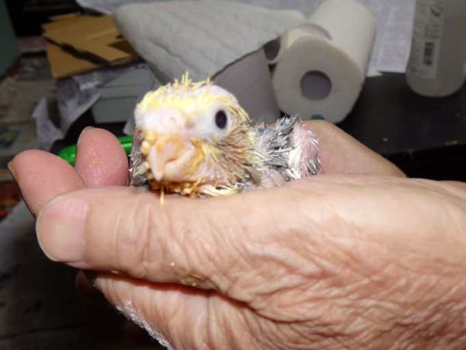 福岡県手乗りインコ小鳥販売店ペットミッキン 手乗りオカメインコのヒナが仲間入りしました。