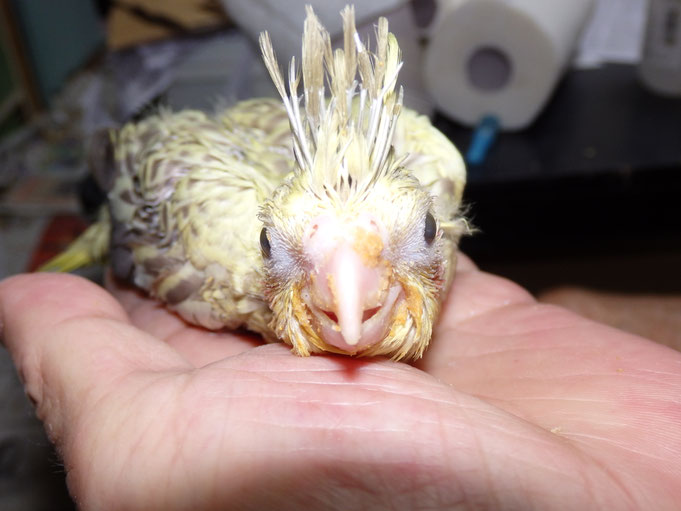 福岡県手乗りインコ小鳥販売店ペットミッキン 手乗りオカメインコのヒナが仲間入りしました。