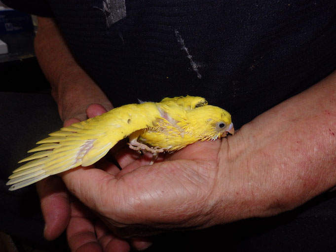 手乗りの可愛い高級セキセイインコが仲間入りしました。