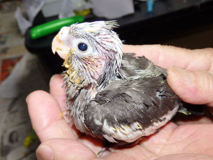 福岡県手乗りインコ小鳥販売店ペットミッキン 手乗りオカメインコのヒナが仲間入りしました。