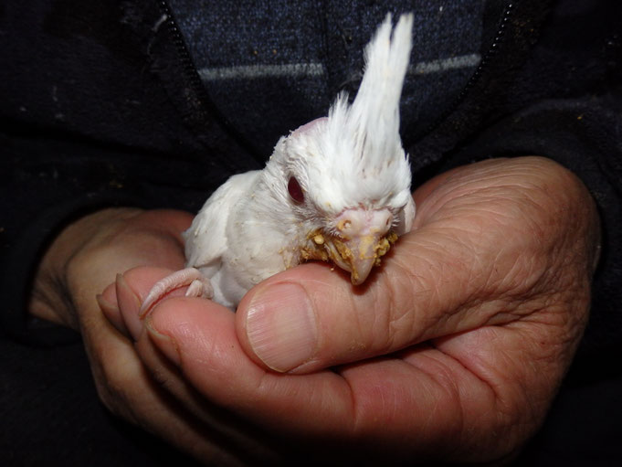 福岡県手乗りインコ小鳥販売店ペットミッキン　手乗りアルビノオカメインコのヒナが仲間入りしました。