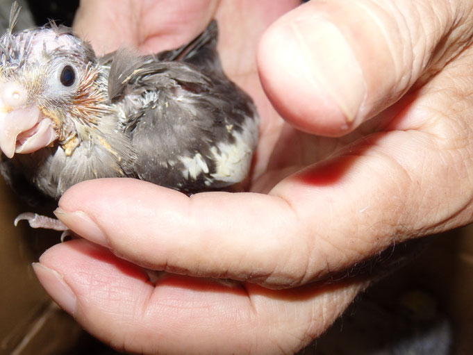 手乗りオカメインコのヒナが仲間入りしました。