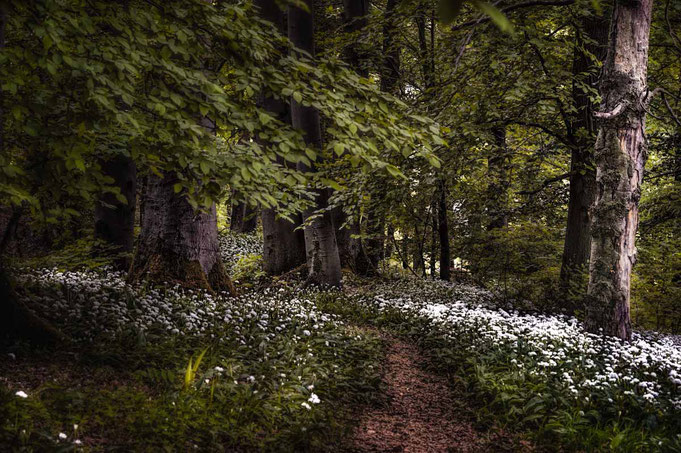 Ein kleiner Pfad, der sich durch den Wald zieht, wird rechts und links mit Bärlauch geschmückt. In der Stille hört man ein harmonisches Vogelgezwitscher. Es gibt einem das Gefühl, als wäre man in einem Märchenwald. Um den Bärlauch nicht zu beschädigen, so