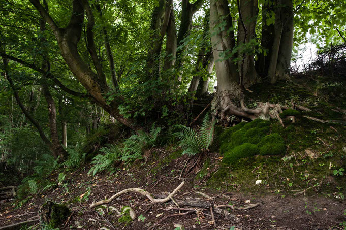 Traumhafte schön Ufervegetation.