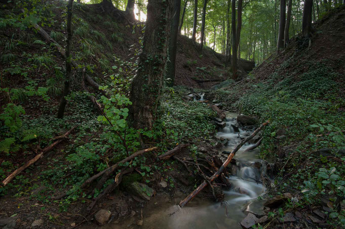 Der Bachlauf schlingert sich durch die Schlucht.