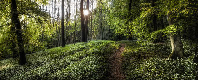 Die Morgensonne strahlt, zieht durch das frische Grün der Buchen und der Bärlauch steht in voller Blüte, ein perfekter Morgen zum Fotografieren.