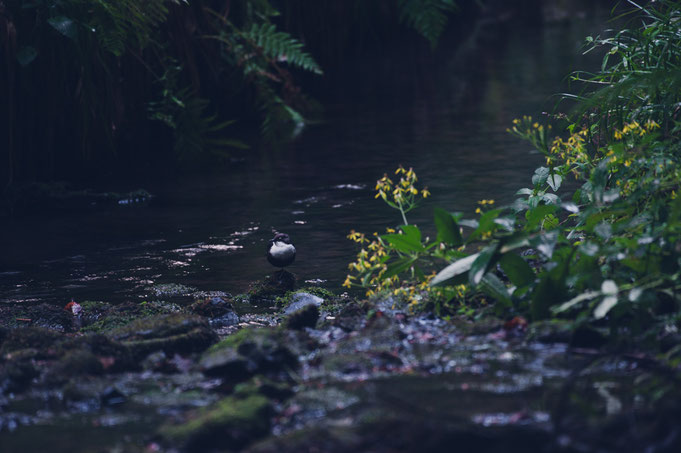 Wasseramsel bei der Futter suche.