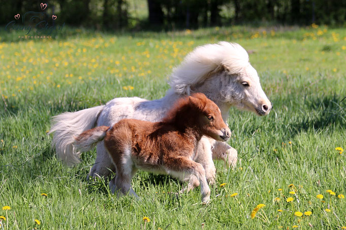 Coolstep Rosenstolz & Coolstep Rhoslyn