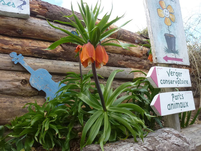 La fritilaire est en fleur au jardin d'Alôsnys (5 avril 2018)