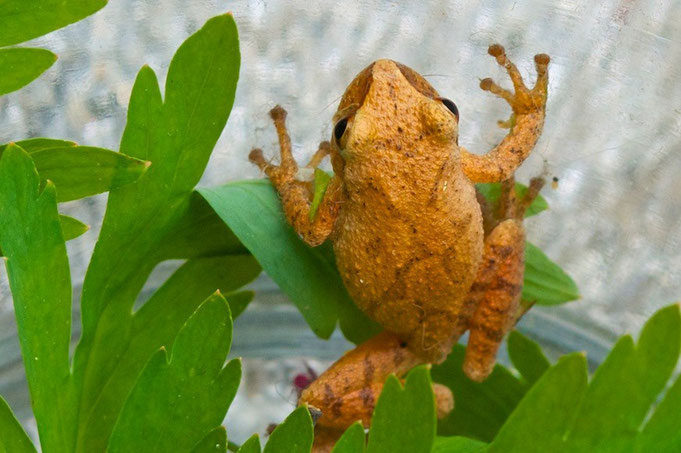 A Northern Spring Peeper (Pseudacris crucifer) commonly called a "Pinkletink" in Martha's Vineyard.