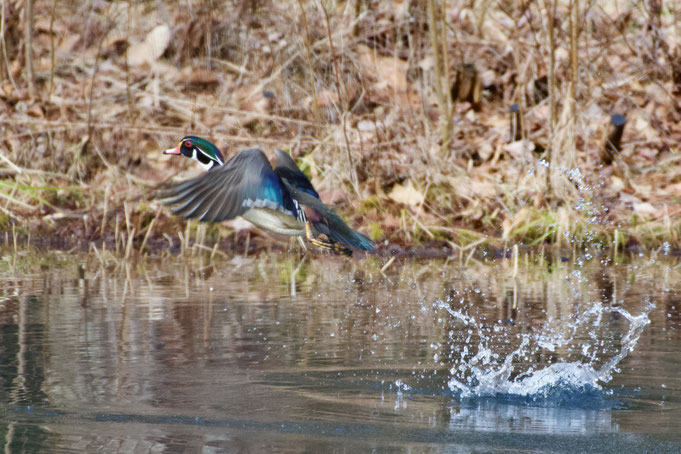 A male Wood Duck taking off from the swimming pond at Distant Hill Gardens.