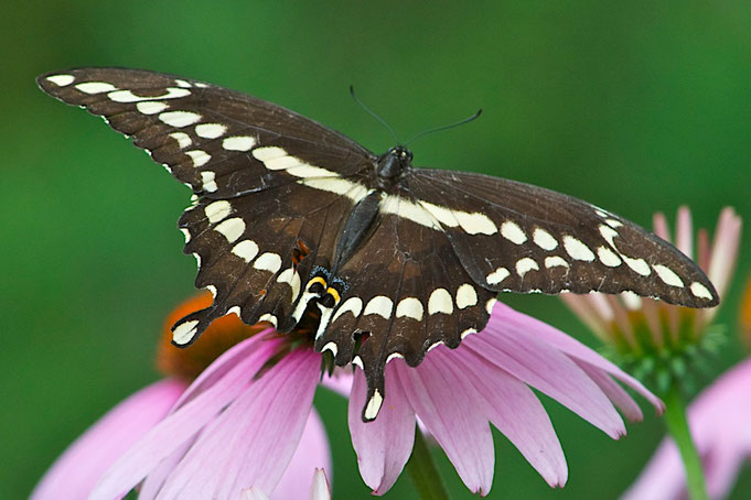 Giant Swallowtail Butterflies (Papilio cresphontes) are the largest butterflies in Canada and the United States.
