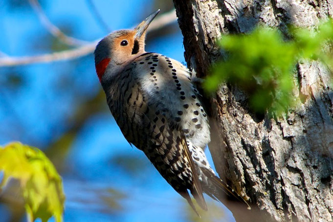 An adult male Yellow-Shafted Flicker at Distant Hill Gardens.